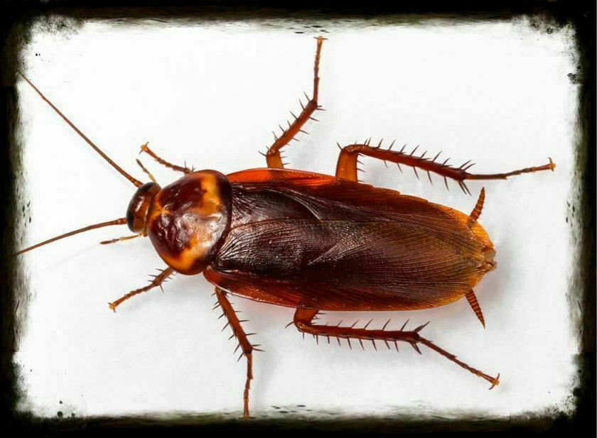 Какие виды тараканов обитают в квартире: черный, рыжий и среднеазиатский