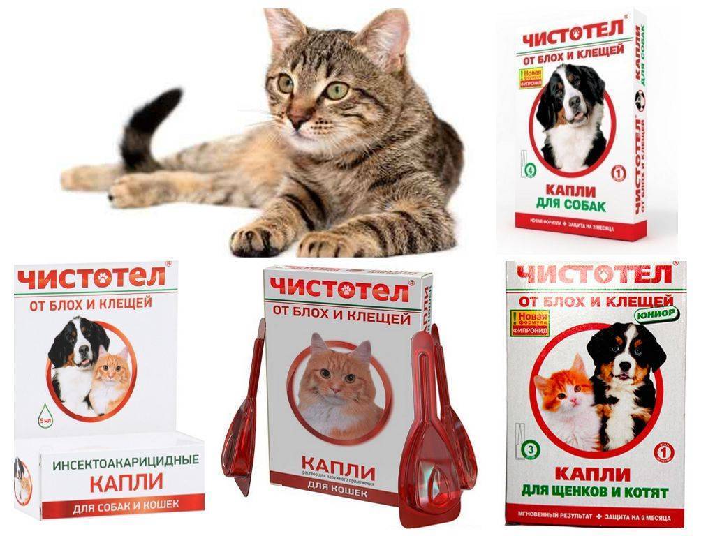 10 лучших средств от клещей для кошек и котят – таблетки, ошейники, спреи, капли на холку, шампуни, инъекции