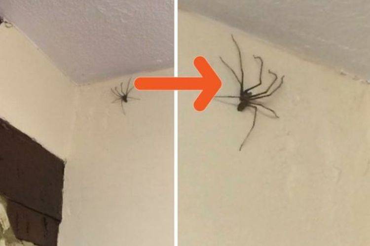Можно ли убивать пауков в доме? способы избавиться от проблемы