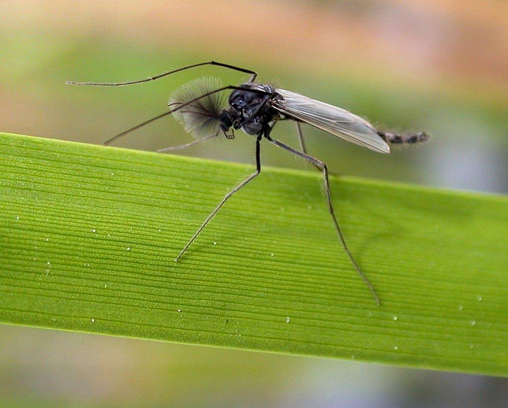 На что летят комары и как они находят человека