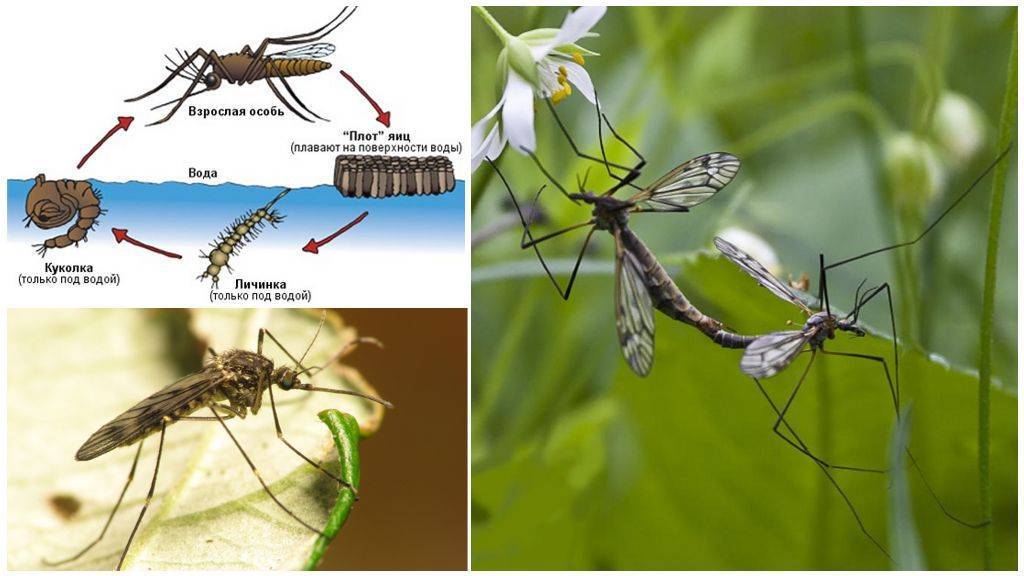 Личинки комаров: как превращаются в куколки и что потом, где происходит развитие?