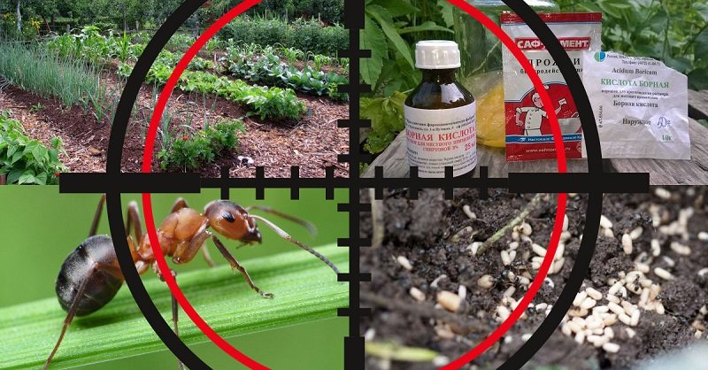 От муравьев народные средства в огороде. как избавиться от муравьев в саду и огороде народными средствами?