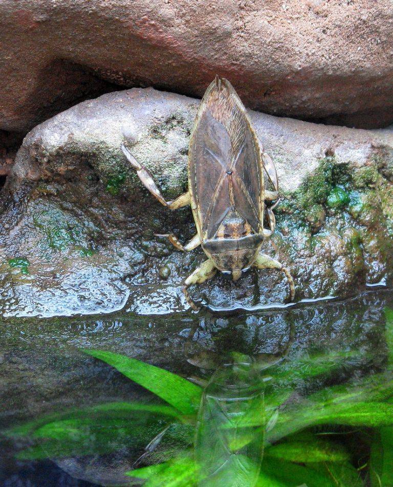 Водяной клоп - как выглядит и места обитания насекомого