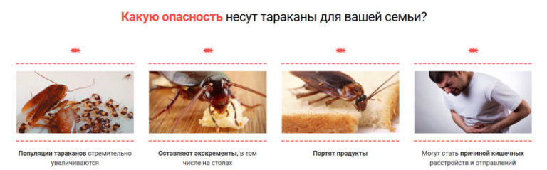 Кусаются тараканы или нет. укусы тараканов: методы лечения и эффективные способы защиты