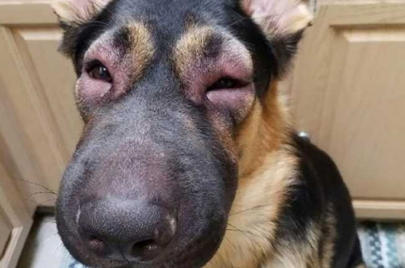 Собаку укусила оса (в горло, морду, нос, лапу): лечение аптечными медикаментами и народными средствами