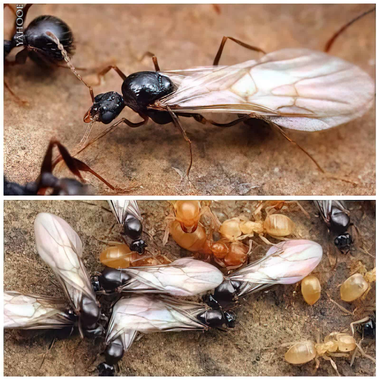 Большие черные муравьи – фото и описание