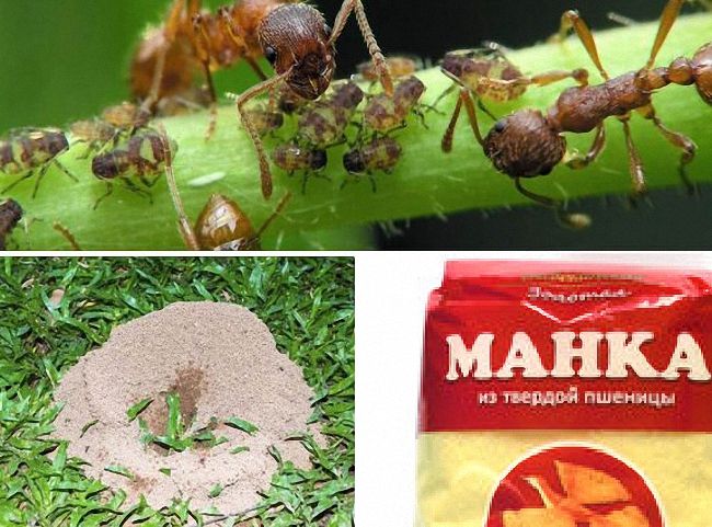 Как правильно применяется манка против муравьев