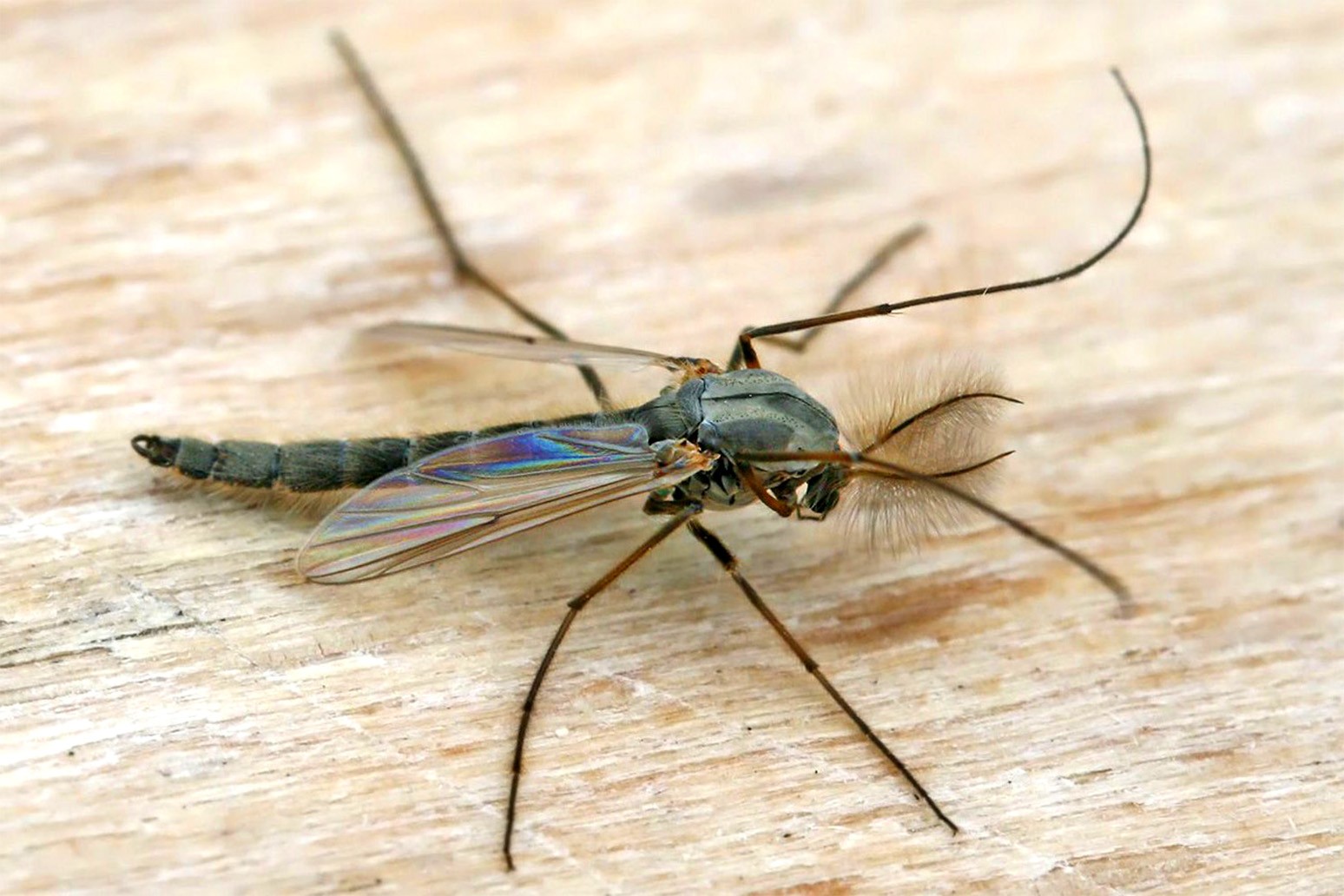 Интересные факты о комарах, виды, образ жизни, питание, размножение – удивительные факты