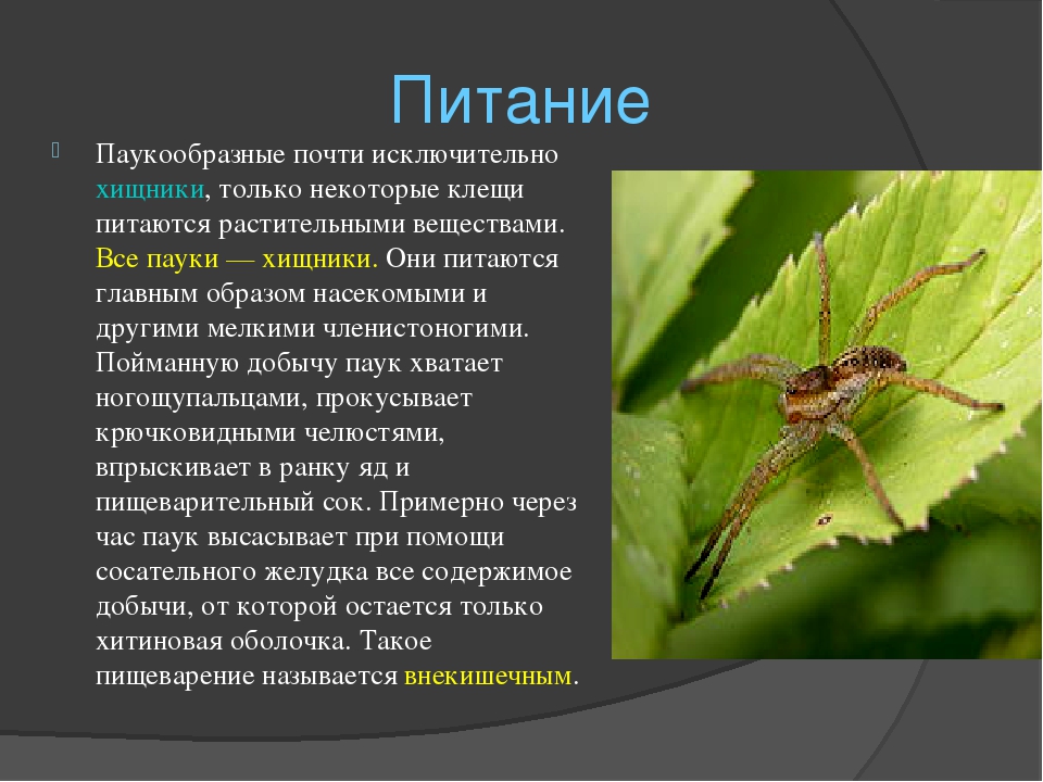 Сообщение о пауках. Презентация на тему пауки. Паукообразные презентация. Доклад о пауках. Проект паукообразные.