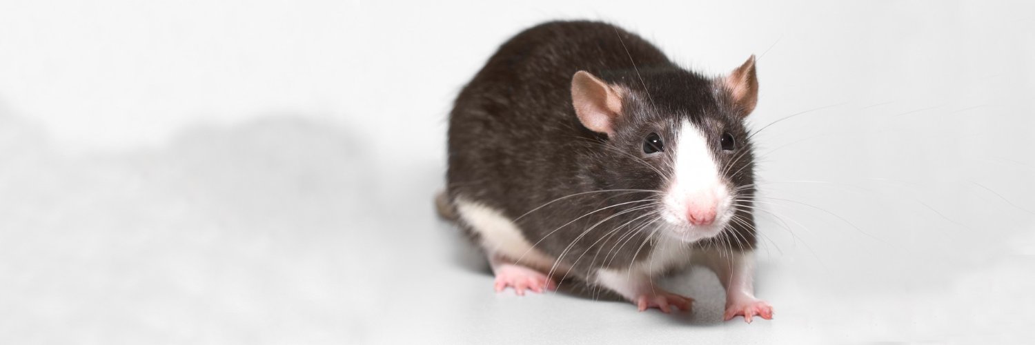 Какого запаха боятся крысы? / как избавится от насекомых в квартире