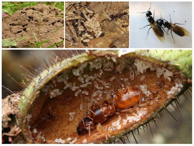 Муравьиная матка домашних муравьев: как выглядит и ее роль в муравейнике