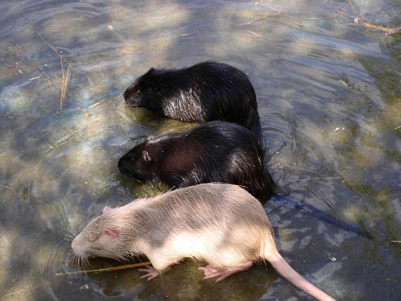 Водяные крысы