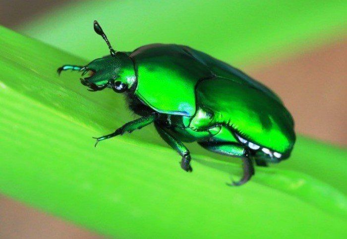 Givotinki.ru. виды больших жуков: стоит ли их бояться?