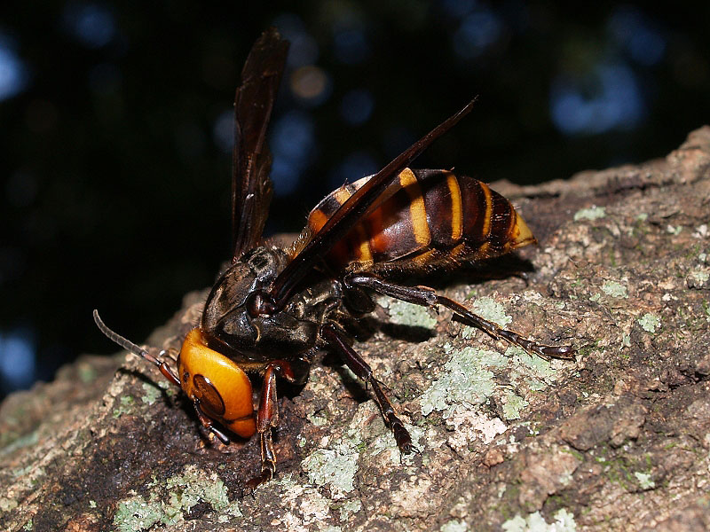 Черный шершень дыбовского и большое насекомое похожее на шершня: внешний вид и фото