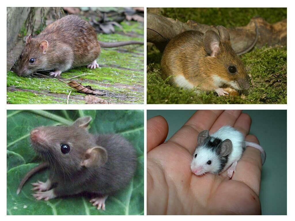 Как определить пол мышки: 7 шагов (с иллюстрациями)