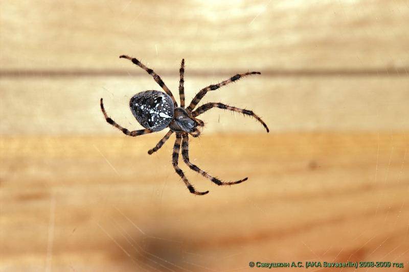 Опасен ли паук крестовик?