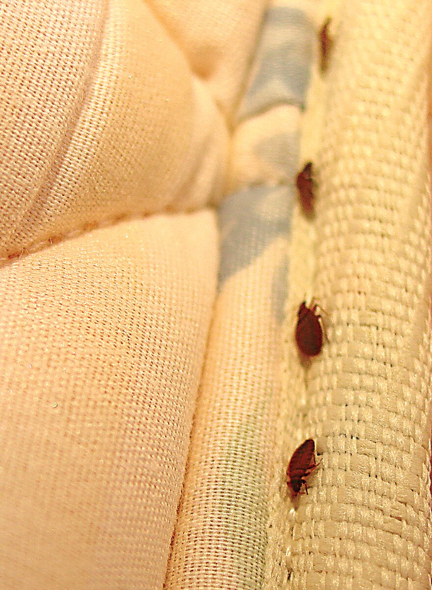 Насекомые в постели — какие завелись насекомые в постели и кусают?