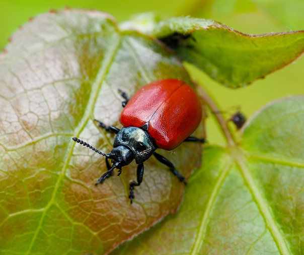 Гречишный листоед: особенности развития и интересные факты о насекомых