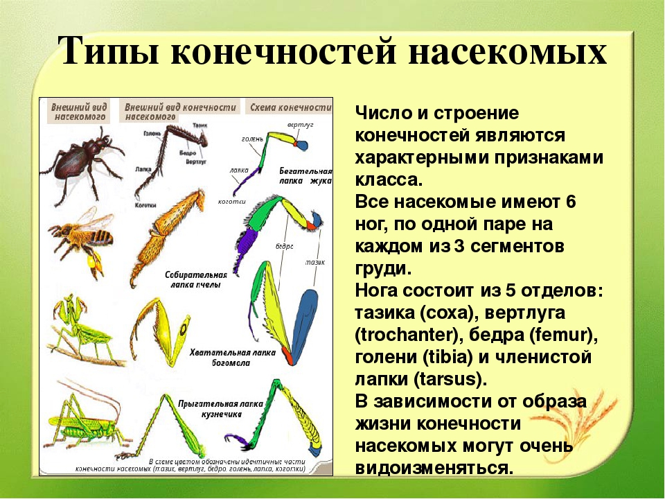 Сколько ног у гусеницы: особенности строения конечностей