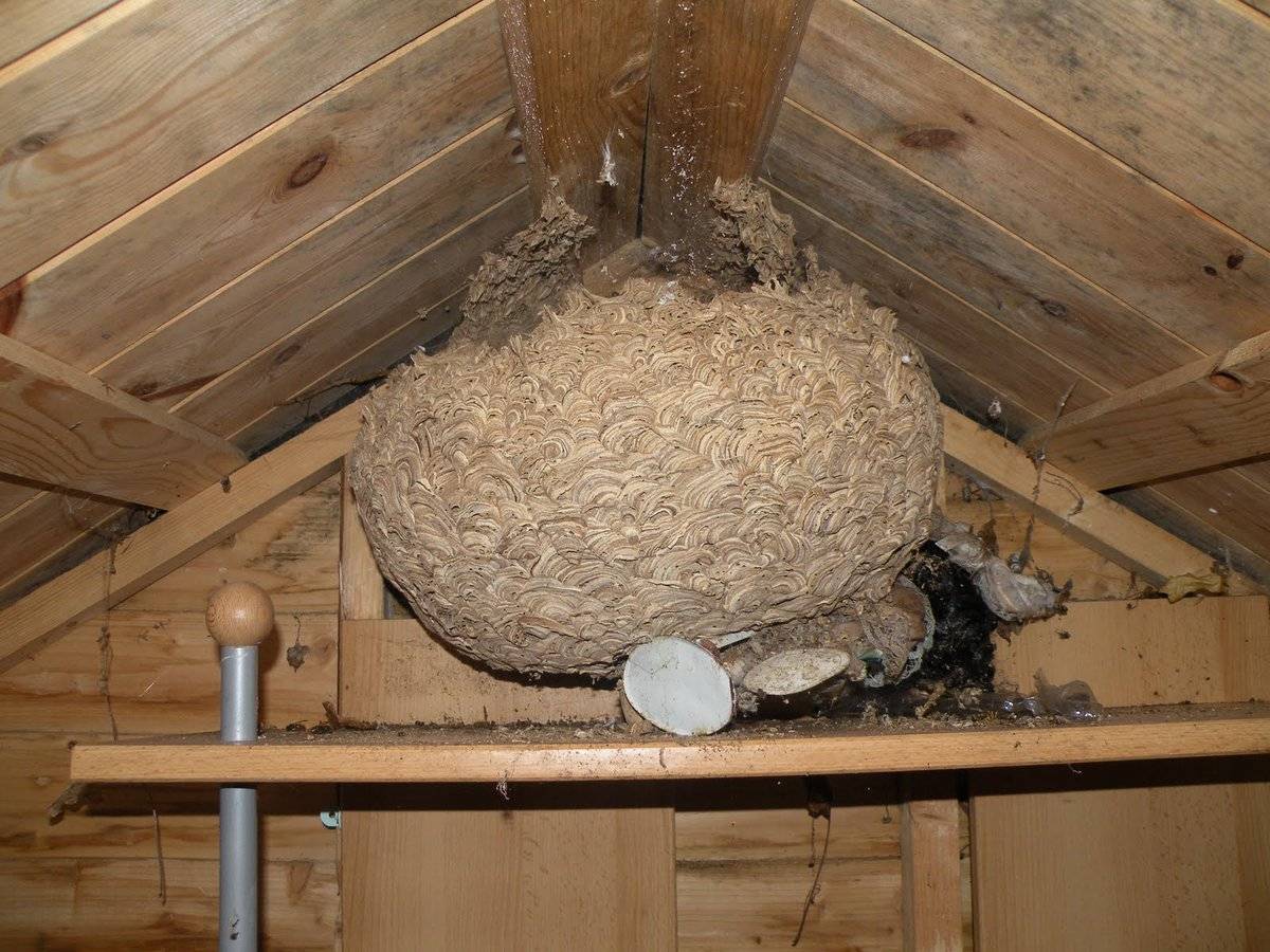 Как избавиться от ос и осиного гнезда на даче в недоступном месте, народными средствами и химией