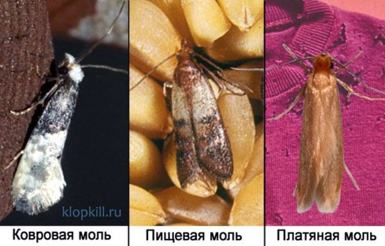 Как избавиться от моли в квартире или доме, различные способы и средства борьбы с бабочками и личинками