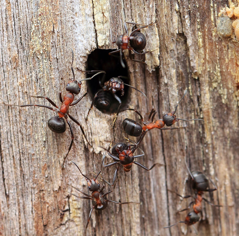 Жизнь муравьев – как она устроена в природе и наших домах