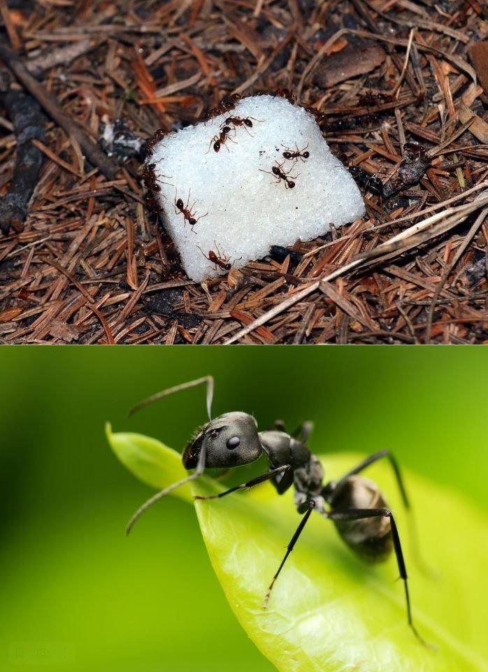 Чего боятся муравьи - 20 растений, запахов и продуктов