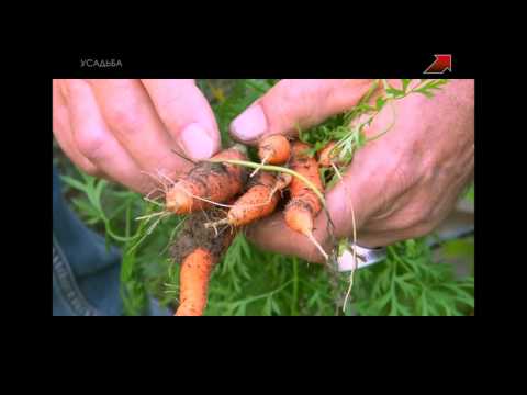 Как избавиться от морковной мухи без химии