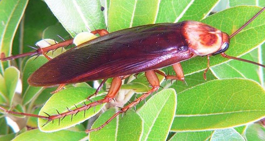 10 уникальных видов тараканов | знание – свет