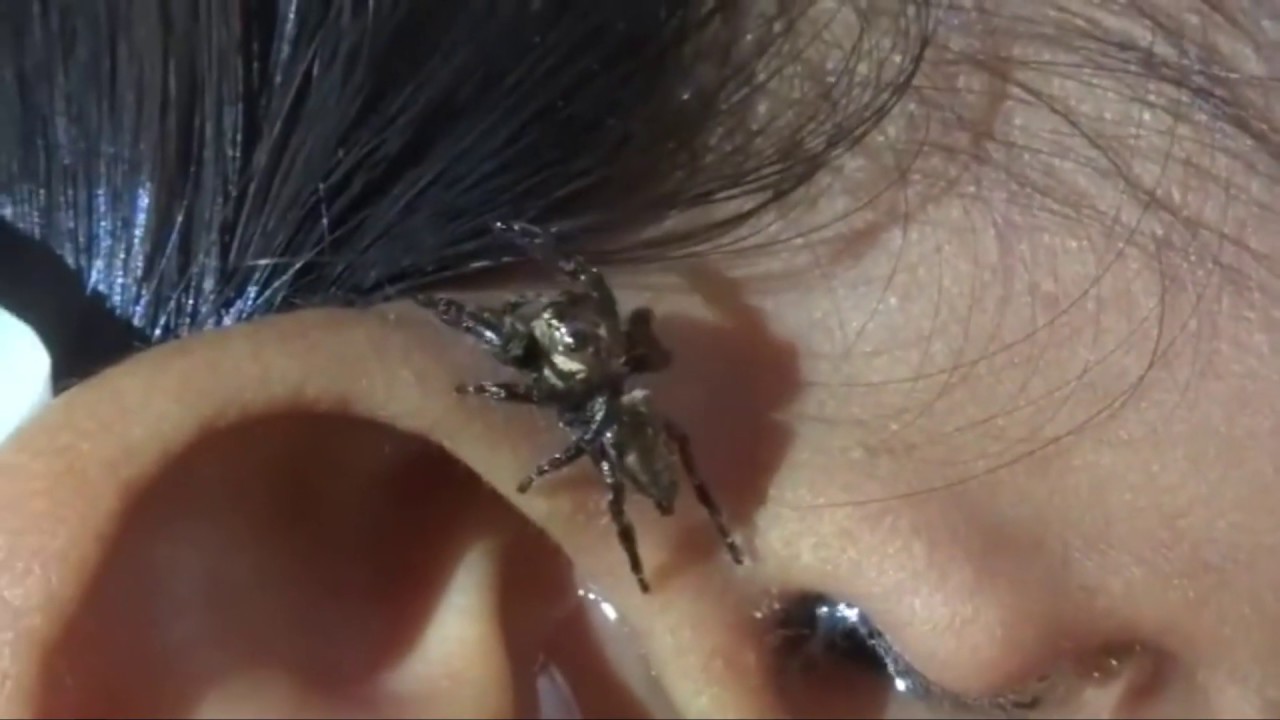 В ухо попало насекомое: как вытащить из уха ребенка, симптомы, фото, видео, удаление, что делать?