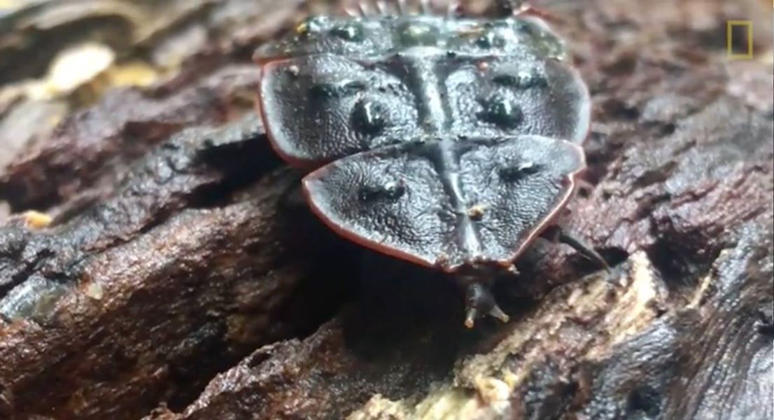 Жук-трилобит – необычный обитатель азиатских лесов под прицелом микроскопов