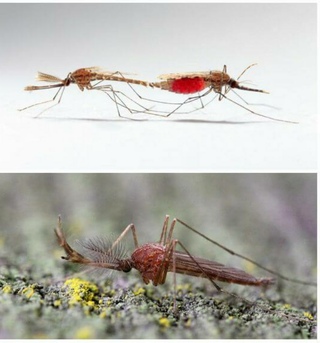 Необходимость человеческой крови для комариной популяции