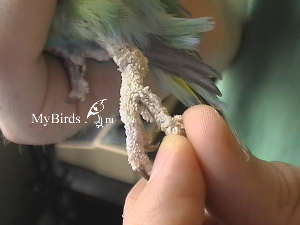 Клещи у попугая: виды, симптомы и лечение