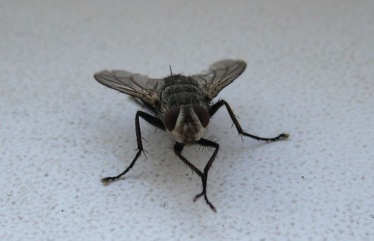 Почему мухи трут лапки друг о друга. зачем муха потирает лапки