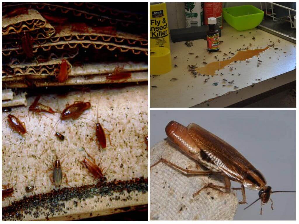 Эффективные средства борьбы с тараканами в домашних условиях
