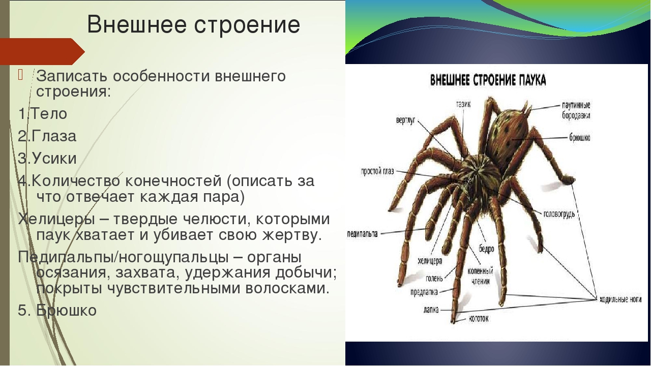 Сколько ног у паука и клеща и как отличить этих животных