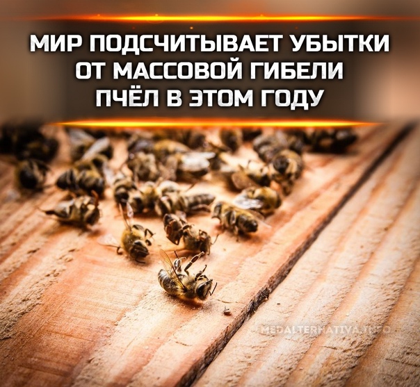 10 вещей, которые пропадут навсегда, если исчезнут пчелы - hi-news.ru