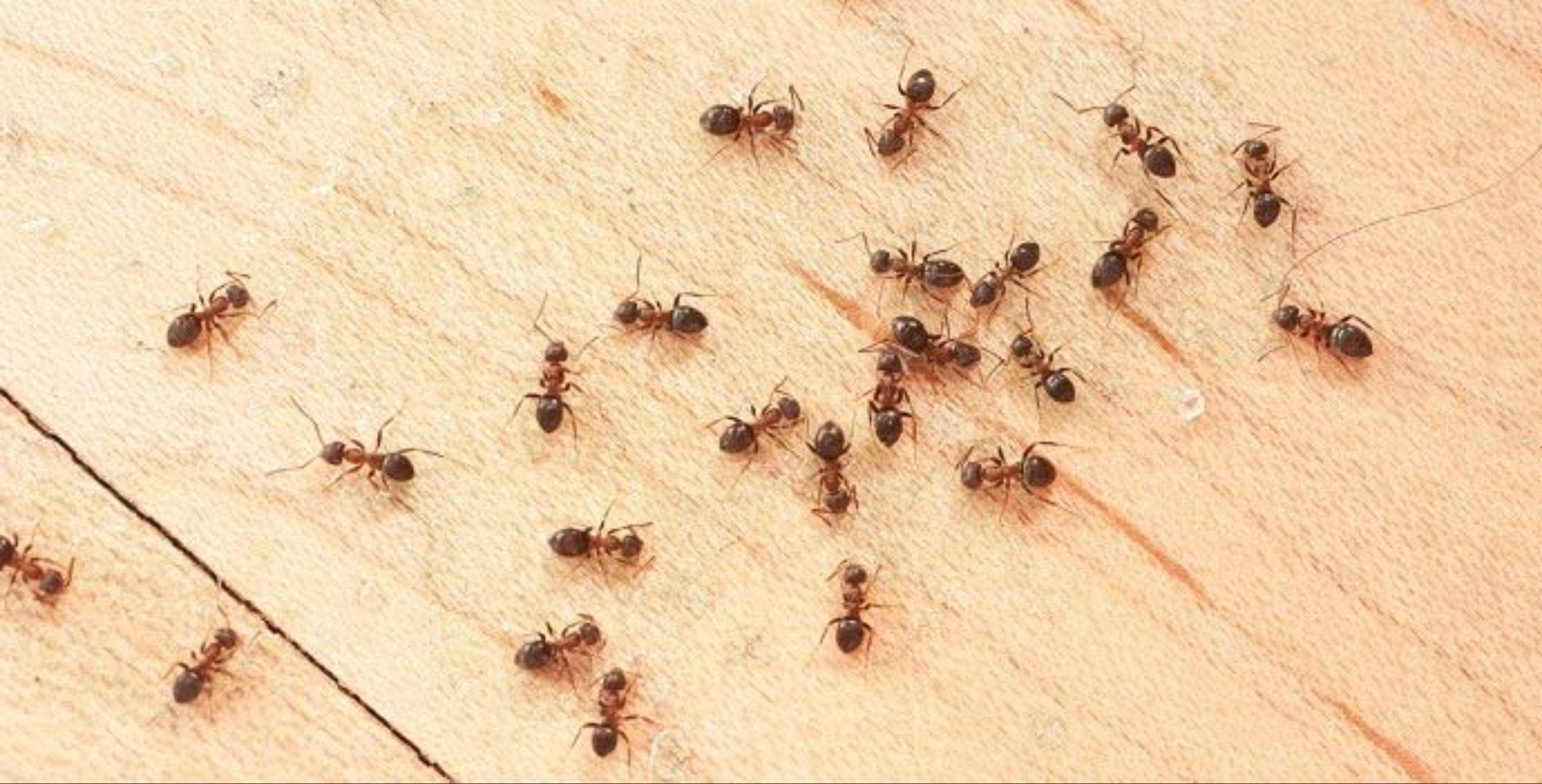 Как прогнать рыжих мелких муравьев из квартиры народными средствами