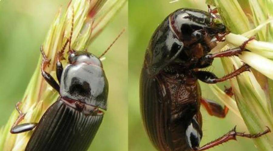Кто питается колорадским жуком: естественные враги полосатика