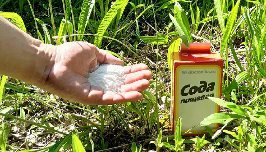 Сода от муравьев на огороде