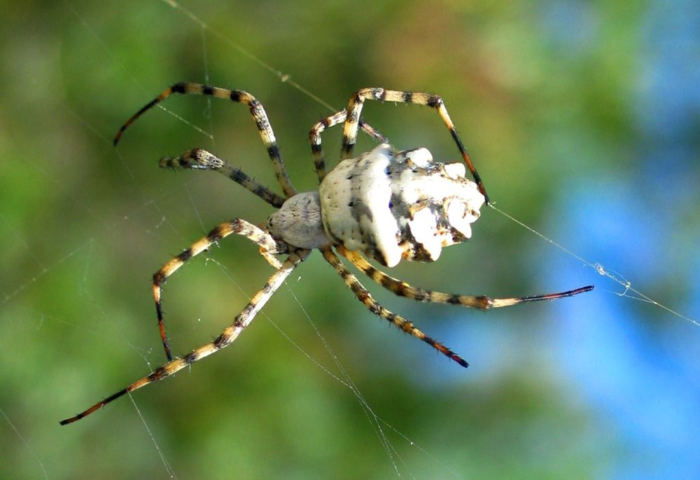 Самые опасные насекомые и пауки средней полосы россии
