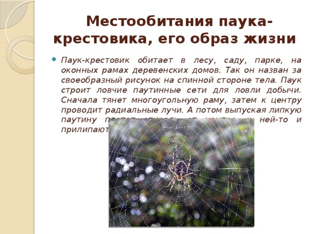 Какие особенности строения и поведения паука-крестовика