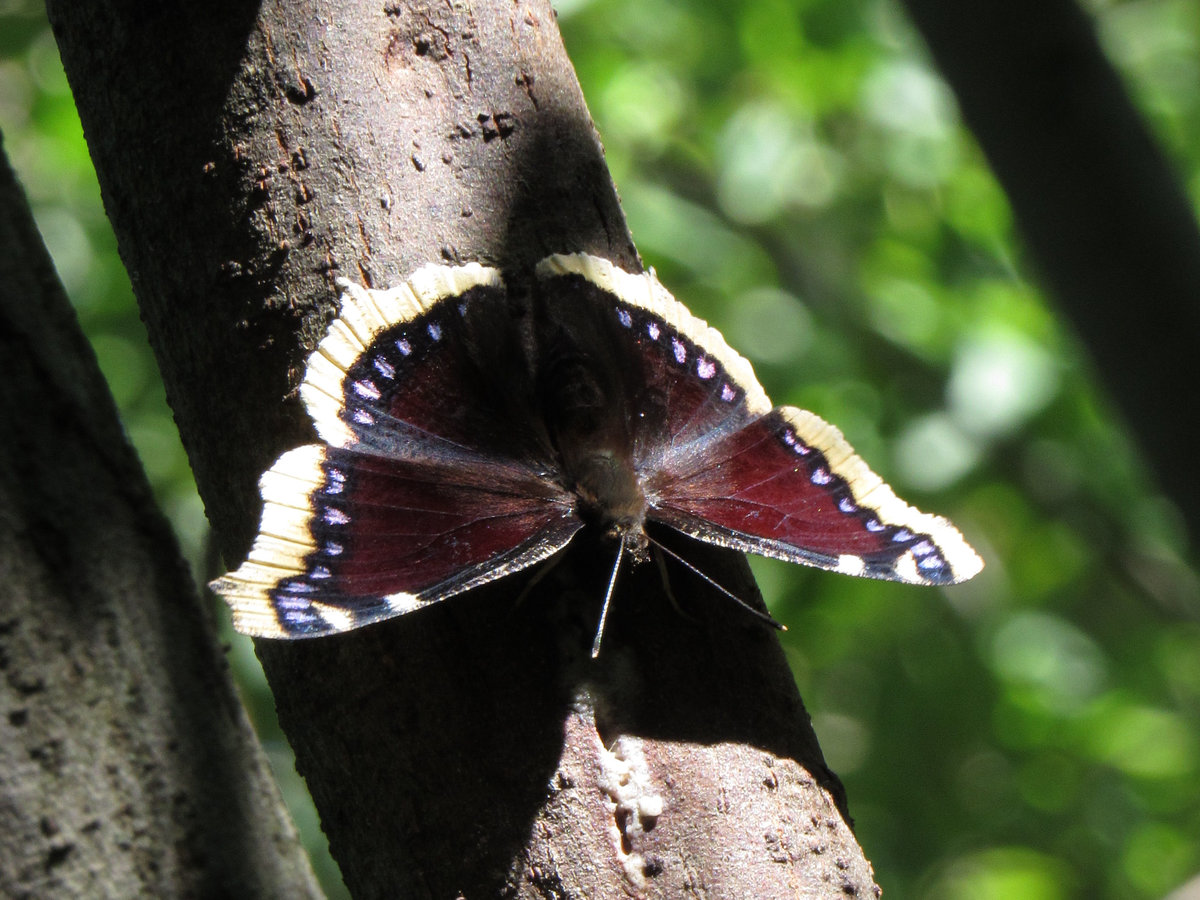 Бабочка ленточник - описание, среда обитания, виды