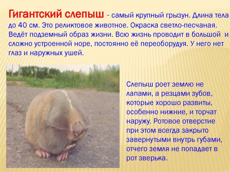 Как избавиться от слепышей на даче и участке простым и эффективным способом