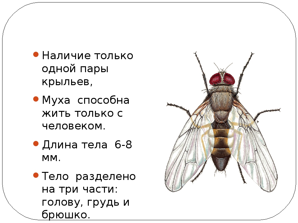 Детям про муху. Комнатная Муха структура. Строение крыльев мухи. Комнатная Муха строение. Муха (насекомое) строение.