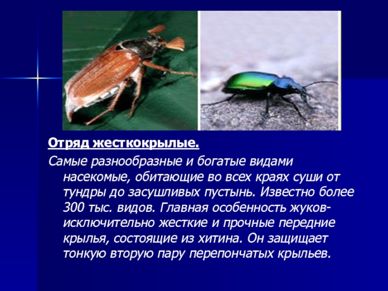 Виды жуков. классификация, особенности строения и поведения, название и фото видов жуков