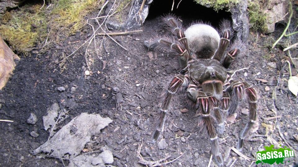 Самые большие пауки в мире