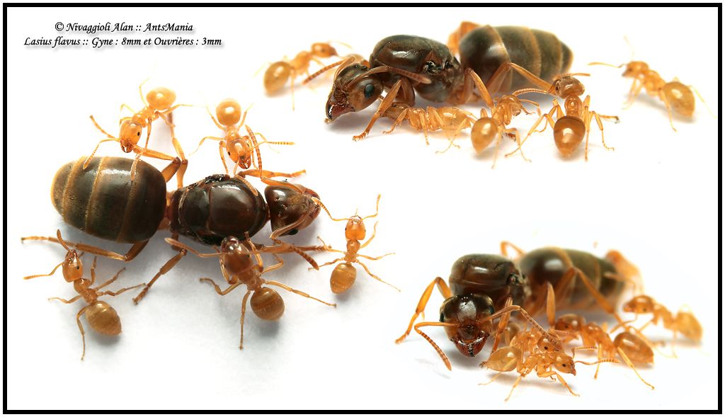 Разновидности муравьев России и мира