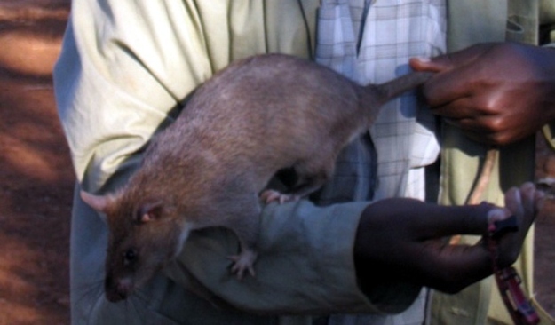 Самые большие крысы в мире