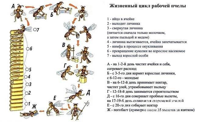 Сколько живет пчела:основные сроки жизни,рабочая особь, матка, трутень